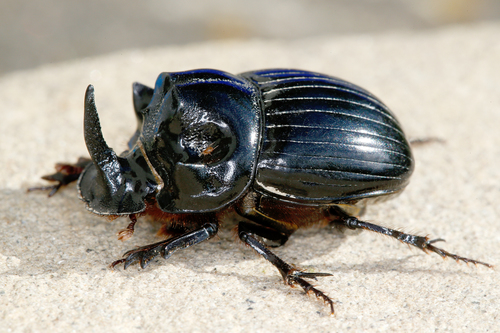 Horned Dung Beetle