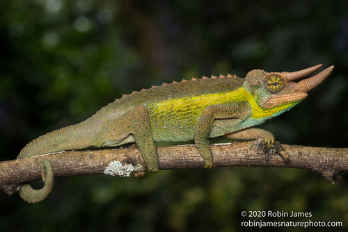 Jackson's Chameleon