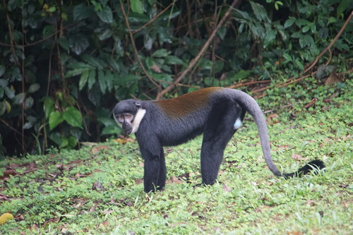 L'Hoest's Monkey