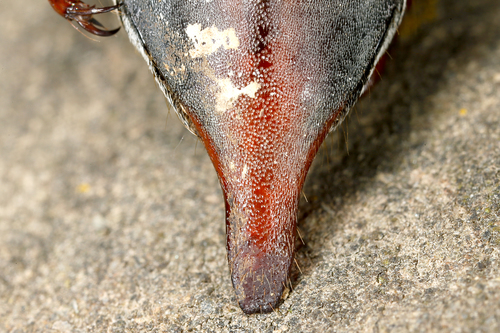 Common Cockchafer