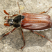 Scarabaeidae - Photo (c) gernotkunz, όλα τα δικαιώματα διατηρούνται, uploaded by gernotkunz