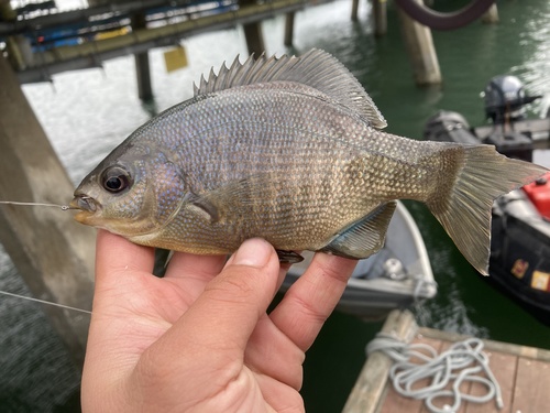 Black Surfperch