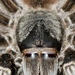 Acanthoscurria paulensis - Photo (c) PEDRO GABRIEL, όλα τα δικαιώματα διατηρούνται, uploaded by PEDRO GABRIEL