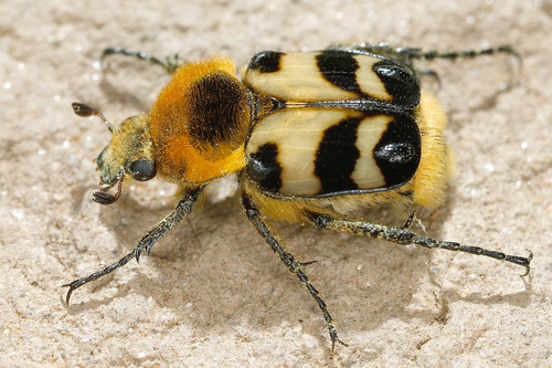Trichius sexualis