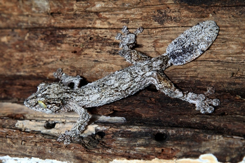 Mossy Leaf-tailed Gecko