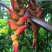 Heliconia regalis - Photo (c) amydk, all rights reserved, uploaded by amydk