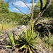 Agave cualensis - Photo (c) Rob Ornelas, all rights reserved, uploaded by Rob Ornelas