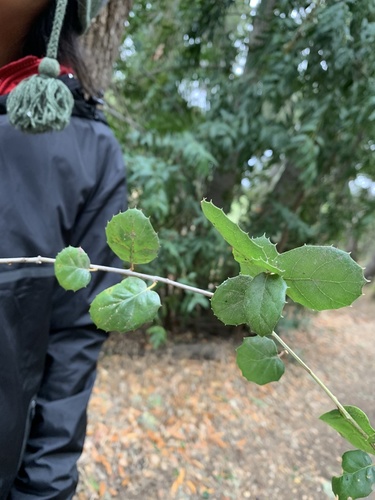 iNaturalist observation photo of coast live oak