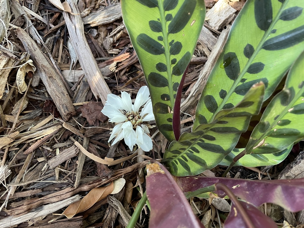Đuôi công lancifolia (Goeppertia insignis)