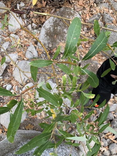 iNaturalist observation photo of Dicots