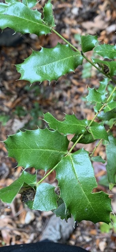 iNaturalist observation photo of Dicots