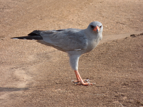 Dark Chanting-Goshawk