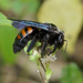 Xylocopa frontalis - Photo (c) Paul, όλα τα δικαιώματα διατηρούνται, uploaded by creaturesnapper