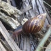 African Giant Snail - Photo (c) Lhykha Larios, all rights reserved, uploaded by Lhykha Larios