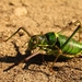 Parasteropleurus balearicus - Photo (c) Lukasz Aranski, todos los derechos reservados, subido por Lukasz Aranski
