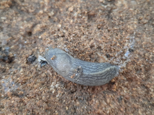 Tandonia cristata