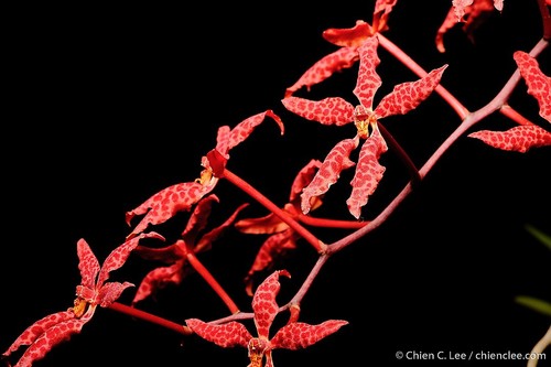 Beautiful Renanthera