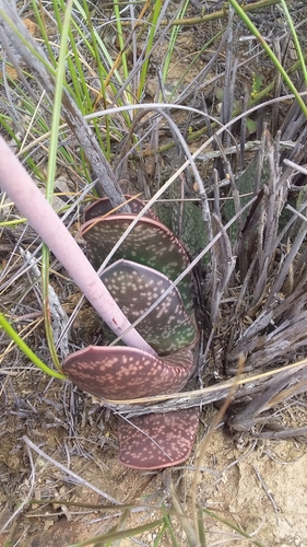 Gasteria brachyphylla (Salm-Dyck) van Jaarsv.