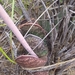 Gasteria brachyphylla - Photo (c) Erick Munro, όλα τα δικαιώματα διατηρούνται, uploaded by Erick Munro