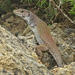 Timon nevadensis - Photo (c) Vicent Sancho, כל הזכויות שמורות, uploaded by Vicent Sancho