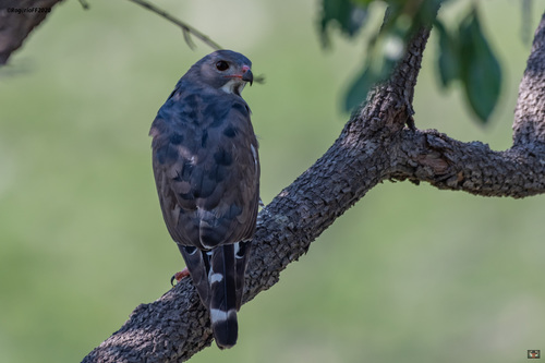 Lizard Buzzard