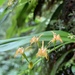 Liparis bootanensis - Photo (c) Meichuan Hsieh, all rights reserved, uploaded by Meichuan Hsieh