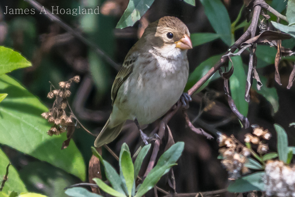 Chestnut-throated Seedeater from Barranca Province, Peru on August 19 ...