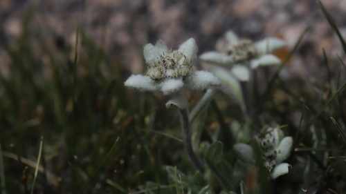 Tiny Edelweiss (Leontopodium nanum)