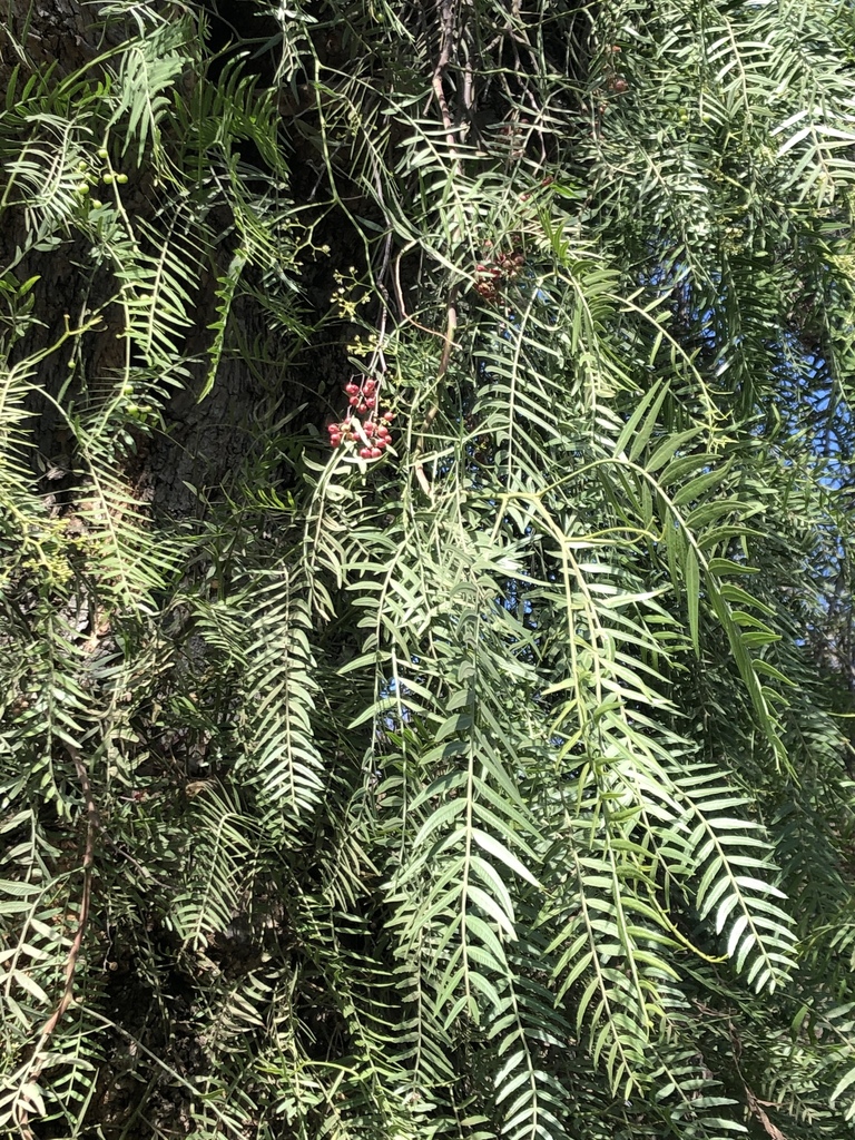 Peruvian Pepper Tree from N Stadium Way, Los Angeles, CA, US on ...