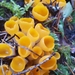Stalked Orange-peel Fungus - Photo (c) Robert Quinn, all rights reserved, uploaded by Robert Quinn