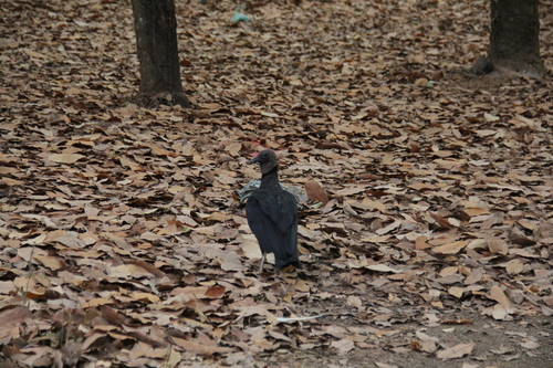 Black Vulture