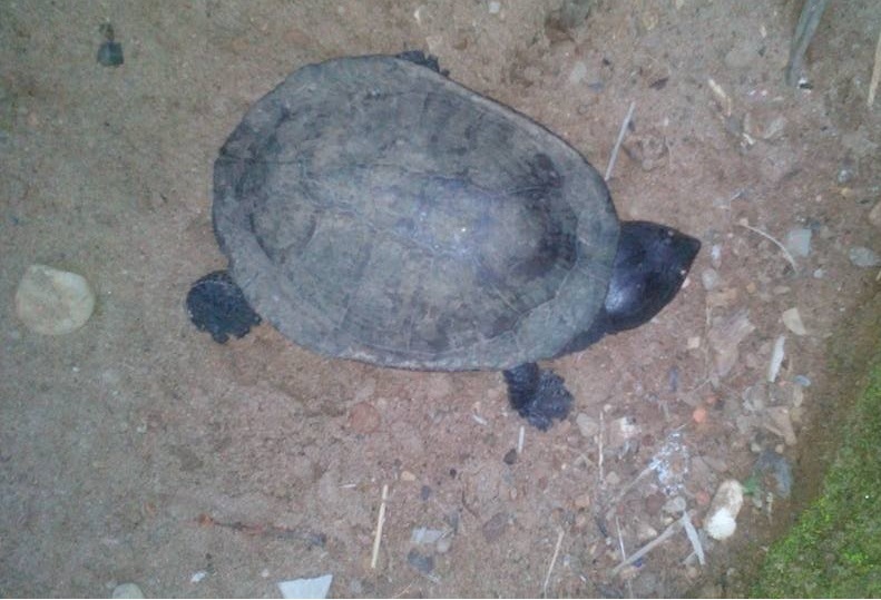 Posing as customers, forest dept officials nab traders of rare turtle in  Khanapur | Hubballi News - Times of India