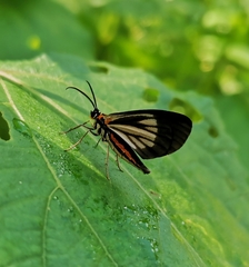 Image of Drymoea chrysomela