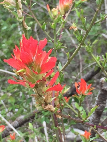 Sacramento Mountain Indian paintbrush (Castilleja wootonii)