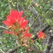Sacramento Mountain Paintbrush - Photo (c) April Mawson, all rights reserved, uploaded by April Mawson