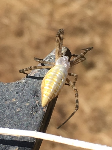 iNaturalist observation photo of Banded Garden Spider