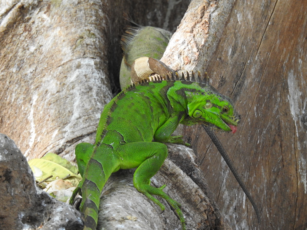 Green Iguana from Desarrollo Urbano Tres Ríos, 80020 Culiacán Rosales ...