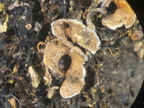 Lesser Tundra Owl Lichen
