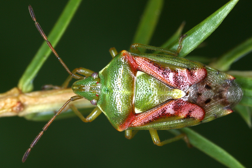 Juniper Shield Bug