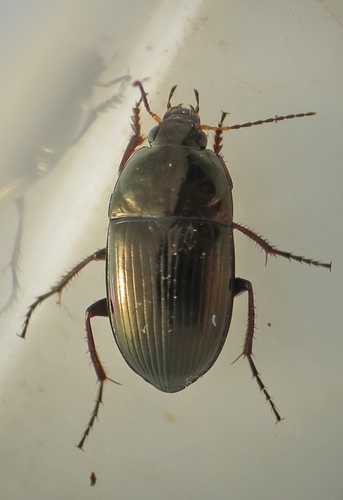 Amara nitida