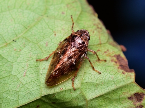 Sinophora submacula