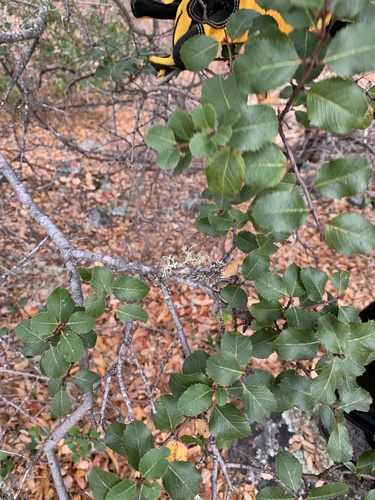 iNaturalist observation photo of hollyleaf redberry