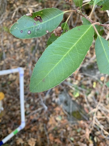 iNaturalist observation photo of Toyon