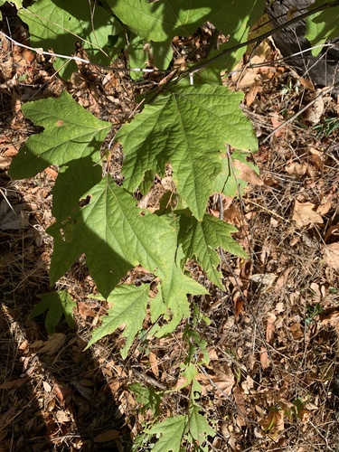 iNaturalist observation photo of western sycamore