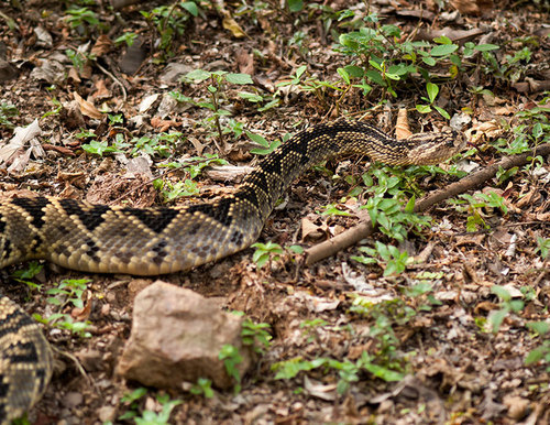 Totonacan Rattlesnake