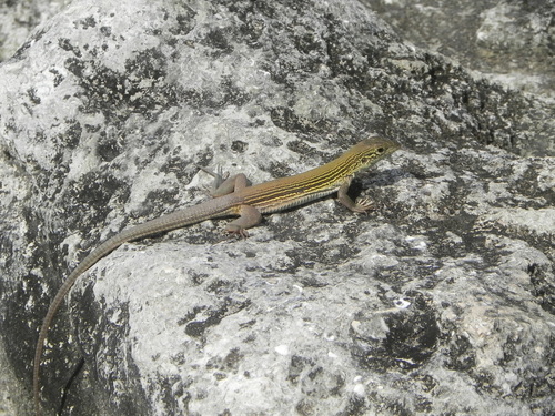 Cozumel Racerunner