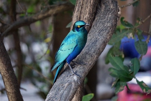 Greater Blue-eared Starling