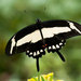 Papilio torquatus atsukoae - Photo (c) Arnulfo Moreno-Valdez, todos los derechos reservados, subido por Arnulfo Moreno-Valdez