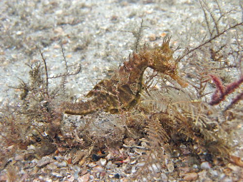 Northern Seahorse