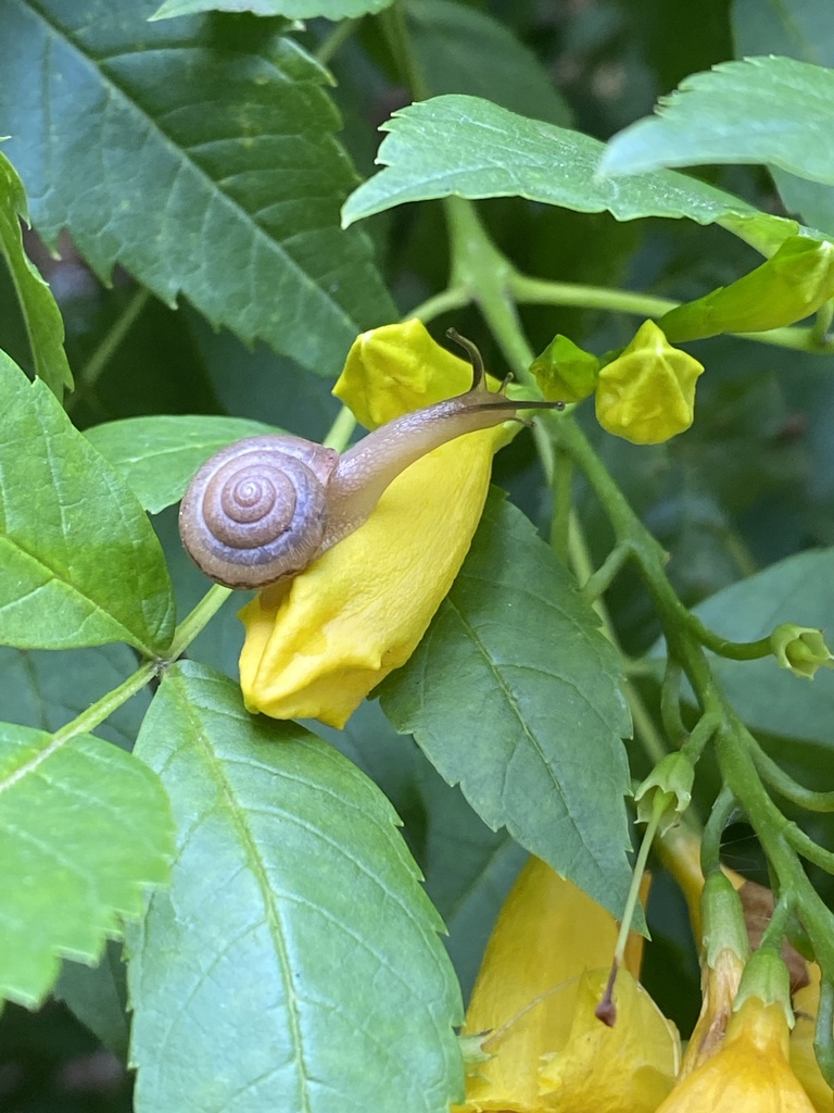 Whitelip Globe Snail from Alameda Dr, Austin, TX, US on November 09